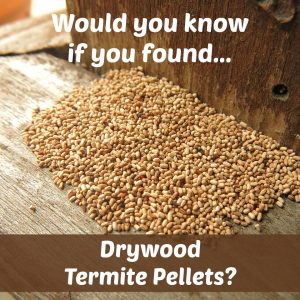 termite fecal pellets, termite pellets, termites, termite, termite control