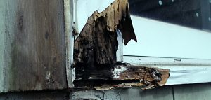dry rot, termite control, wood, dry rot repairs