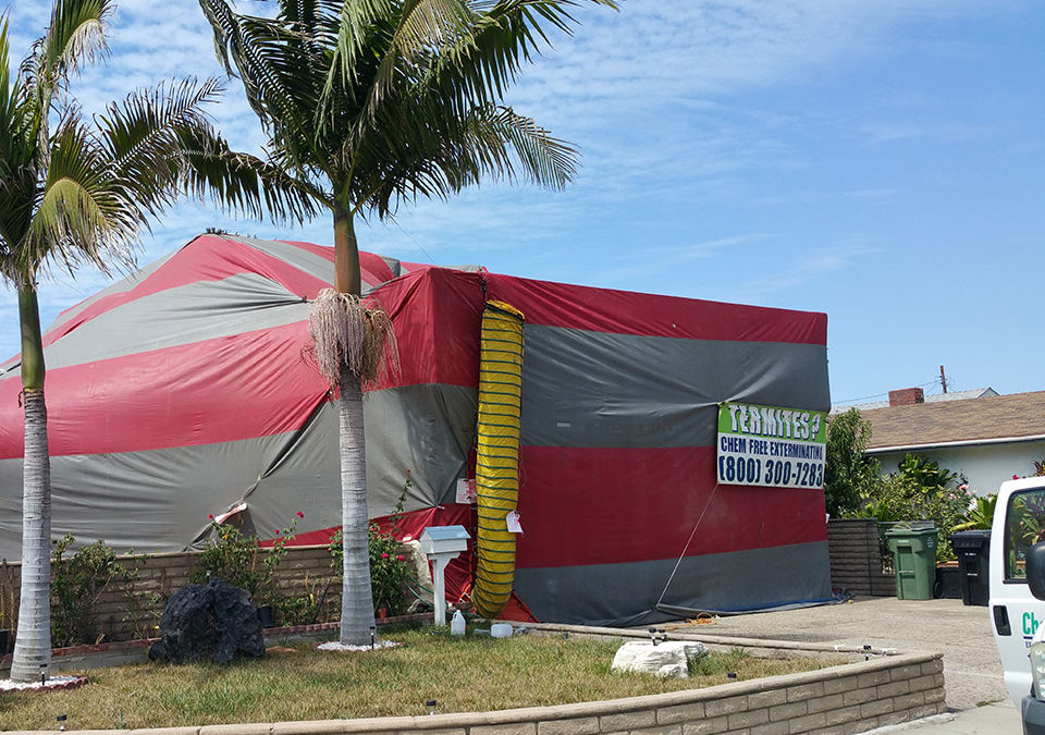 termite prepare fumigation