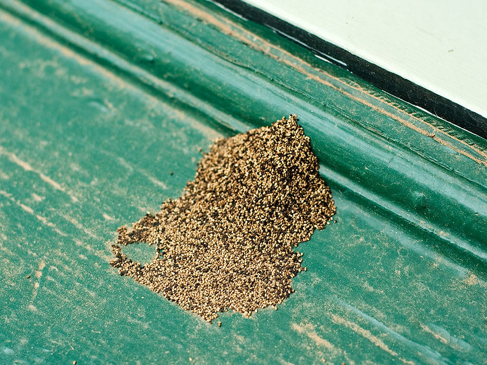 What Does Termite Poop Look Like  
