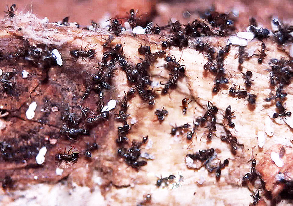 ant-kill-termites