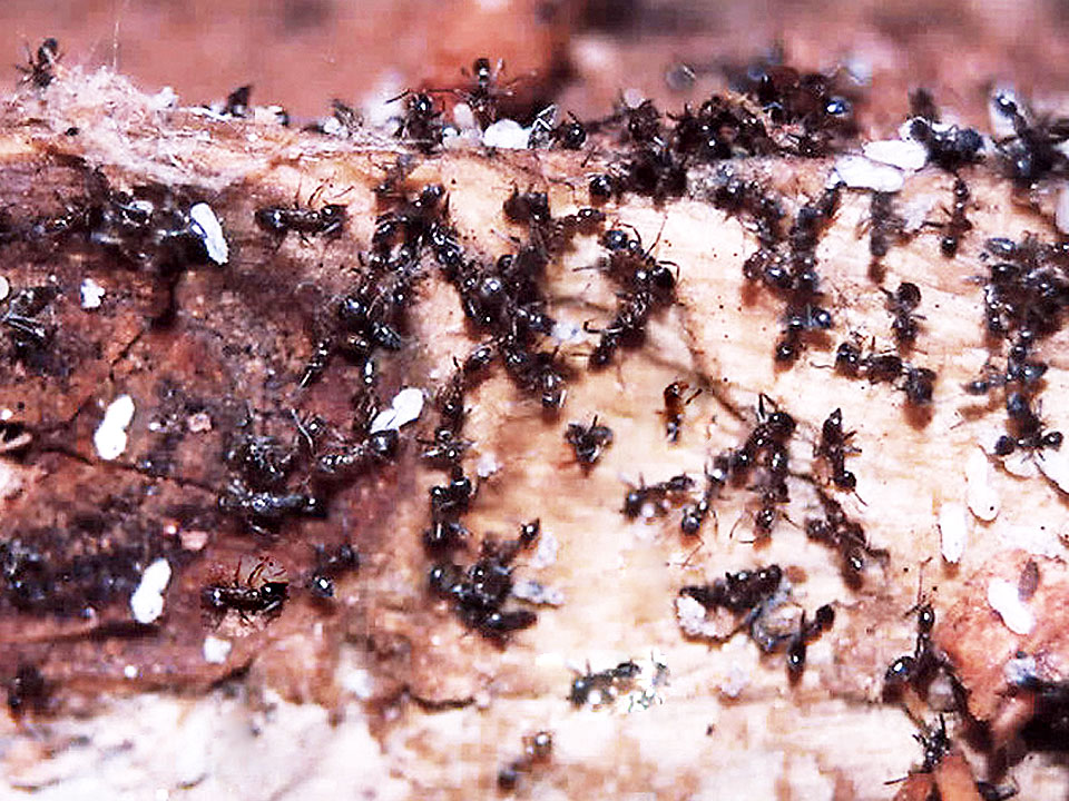 ant-kill-termites