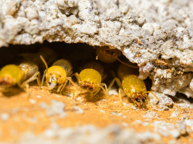 Can Termites Be Heard What Sounds Do They Make In Walls? Chem Free