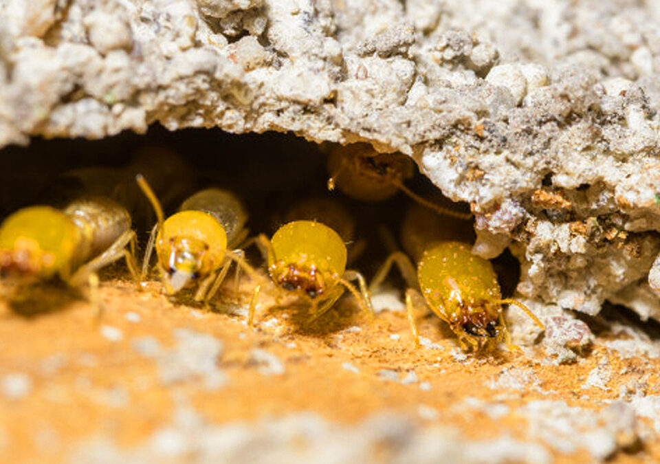 dangerious-termites