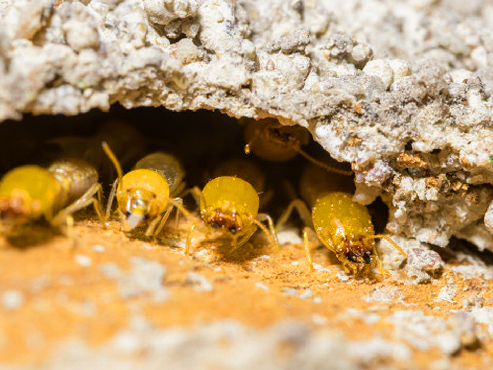 Can Termites In Your House Make You Sick? | Chem Free