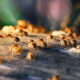 can-termites-heard-featured-img