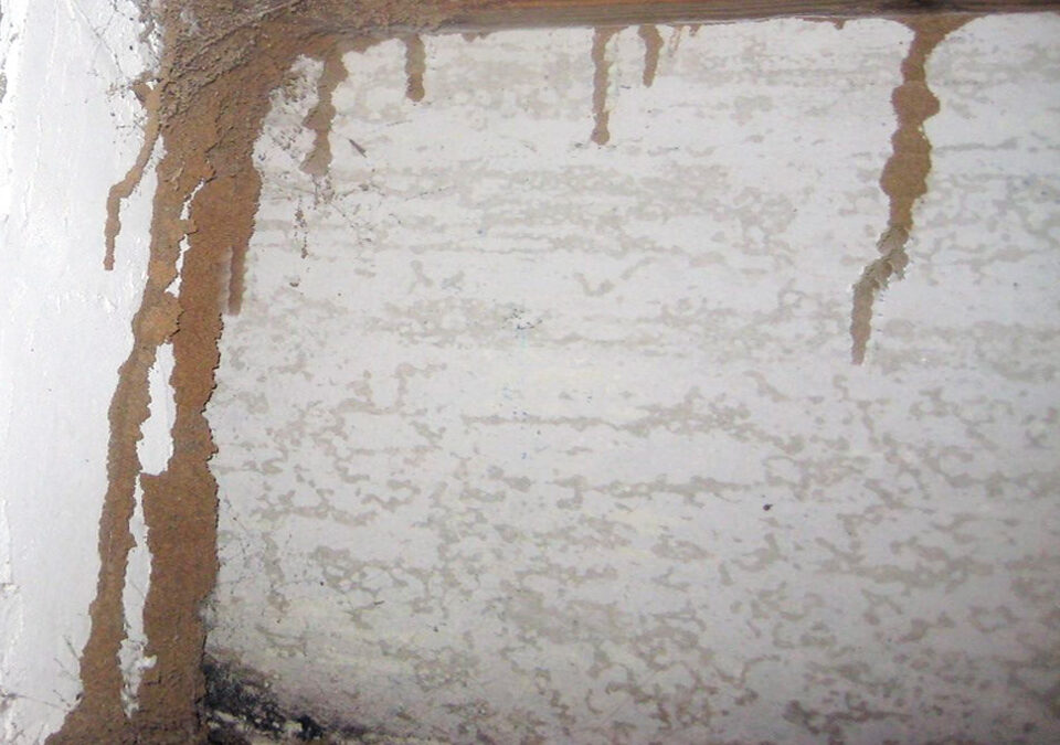 Termites-in-winter