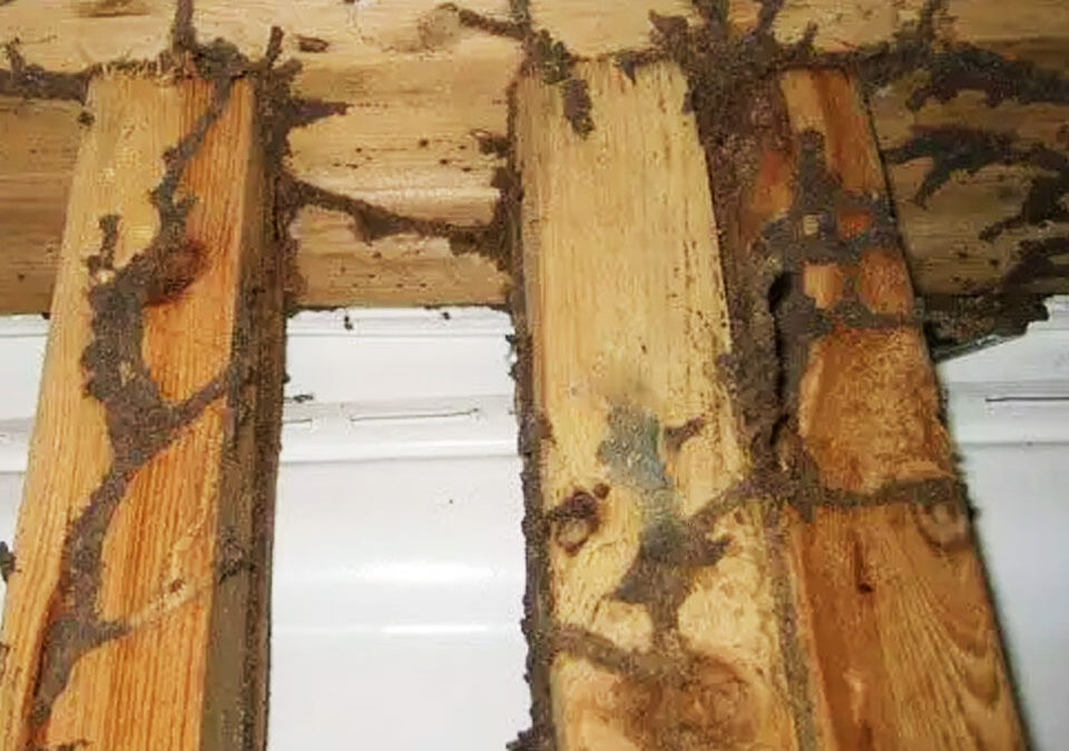 Do Termites Eat Pressure-Treated Wood? Discover the Truth