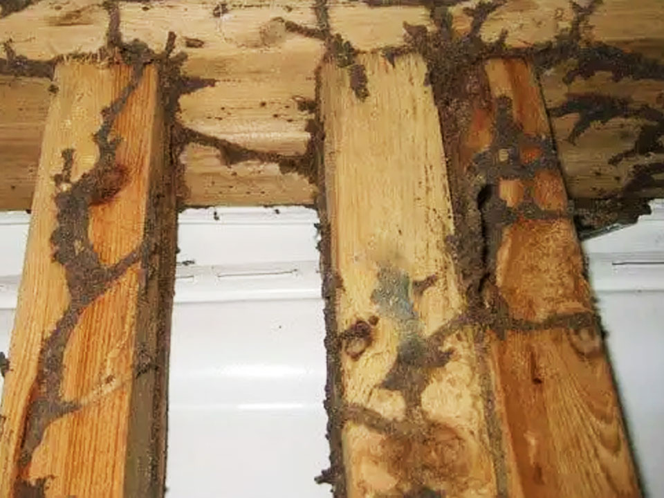 Do Termites Eat Pressure-Treated Wood? Discover the Truth