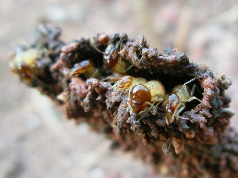 Are Termites Bad For Your Garden? Chem Free