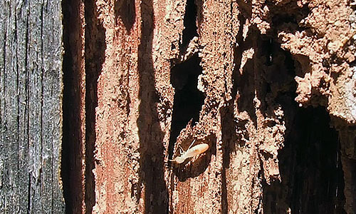 wood-termite-damage-content-img