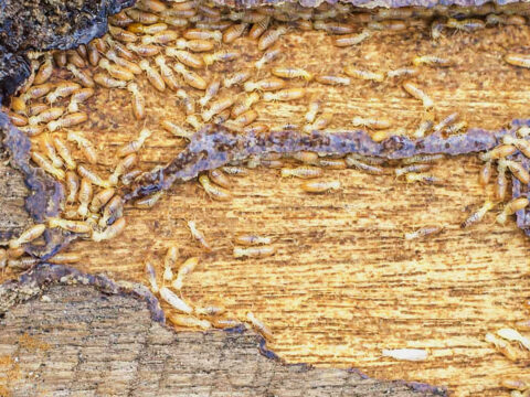 wood-termite-damage-featured